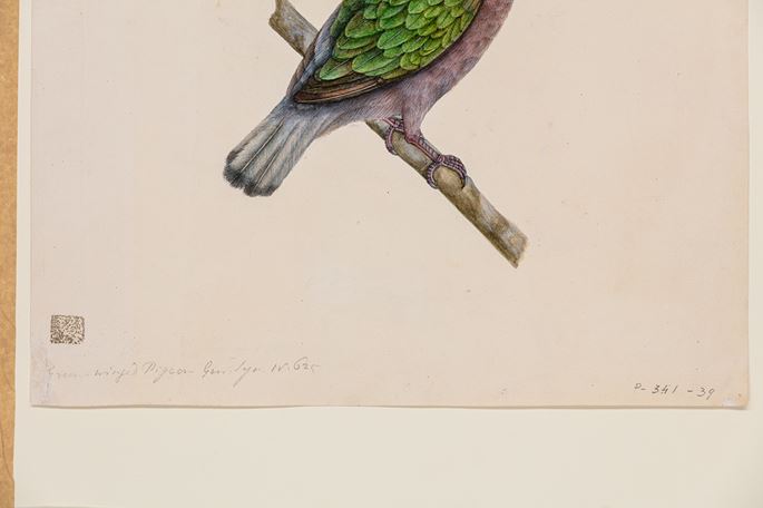 A Study of a Male Asian Emerald Dove, Chalcophaps indica | MasterArt